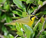 Kentucky Warbler_6028.jpg