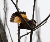 American Redstart  male_6410.jpg