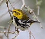 Black-throated Green Warbler - female_6497.jpg