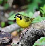 Kentucky Warbler - male_6885.jpg
