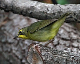 Kentucky Warbler - female_6661.jpg