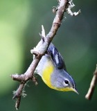 Northern Parula - 1st year female_7115.jpg