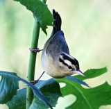 Worm-eating Warbler_7539.jpg