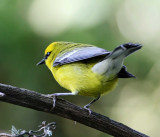 Blue-winged Warbler_7500.jpg