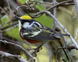 Chestnut-sided Warbler_7440.jpg