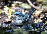 Cerulean Warbler_9140.jpg