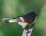 American Redstart - adult male_9278.jpg