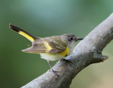 American Redstart  - 1st summer male_9726.jpg