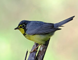 Canada Warbler - male_9948.jpg