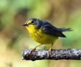 Canada Warbler - female_9891.jpg