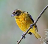 Baltimore Oriole - female_9870.jpg