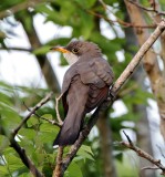Yellow-billed Cuckoo_5477.jpg