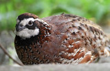Northern Bobwhite - male_8043.jpg