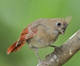 Northern Cardinal - juvenile female_0438.jpg