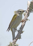 Tennessee Warbler with collar_8462.jpg