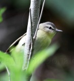 Philadelphia Vireo_1153.jpg