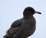 Heermanns Gull - 1st winter_3355.jpg