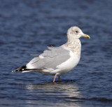 Thayers Gull - adult non-breeding_2759.jpg