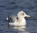 Thayers Gull -  adult non-breeding_2812.jpg