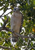 Red-shouldered Hawk - Florida adult_5095.jpg