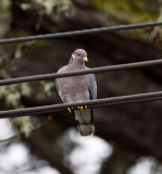Band-tailed Pigeon_3393.jpg