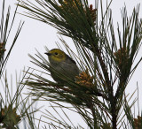 Hermit x Townsends Warbler - female_3997.jpg