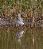 Solitary Sandpiper - breeding_4130.jpg