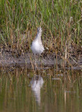 Solitary Sandpiper - breedng_4121.jpg