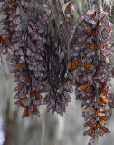 Monarch Butterfly - hibernation PG_3441.jpg