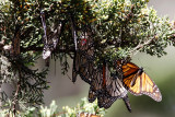 Monarch Butterfly - hibernation PG_3490.jpg
