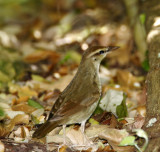 Swainsons Warbler_5567.jpg