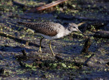 Solitary Sandpiper - breeding_5776.jpg