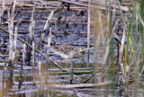 Pectoral Sandpiper_5891.jpg