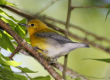 Prothonotary Warbler_5223.jpg