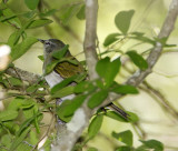 Tennessee Warbler_5268.jpg