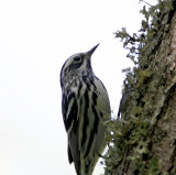 Black-and-white Warbler - male breeding_5231.jpg