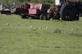 Plovers_6452.jpg