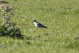 AG Plover2_6515.jpg