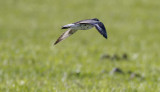 AG Plover3_6509.jpg
