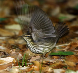 Northern Waterthrush_6036.jpg