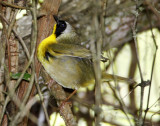 Common Yellowthroat - male_5970.jpg