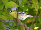 Cerulean Warbler - 1st year female_6104.jpg