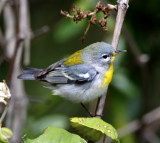 Northern Parula - 1st yr female_7647.jpg