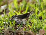 Louisiana Waterthrush_6847.jpg