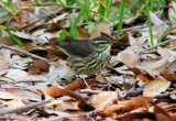 Northern Waterthrush_3346.jpg