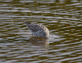 Stilt Sandpiper - breeding_6884.jpg