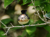 Bay-breasted Warbler - breeding female_7492.jpg