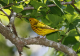 Yellow warbler - male_7377.jpg