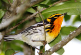 Blackburnian Warbler - male breeding_7587.jpg