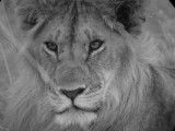 Lion, Kenya